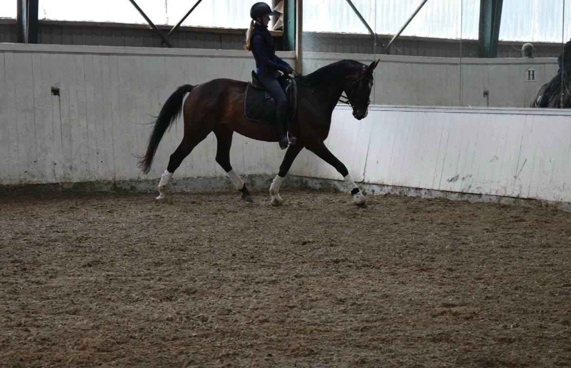 Dansk Varmblod Druebrogård's savage rose billede 8