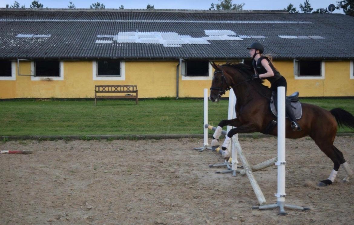 Dansk Varmblod Druebrogård's savage rose billede 9