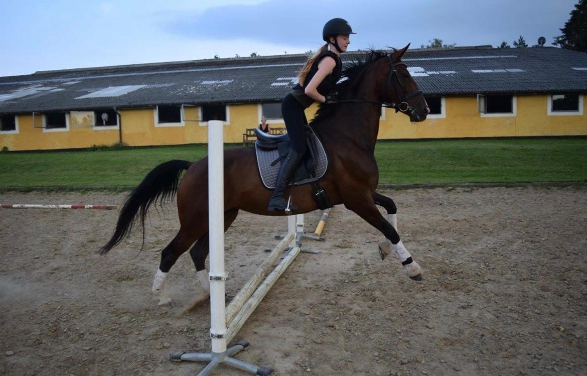 Dansk Varmblod Druebrogård's savage rose billede 10