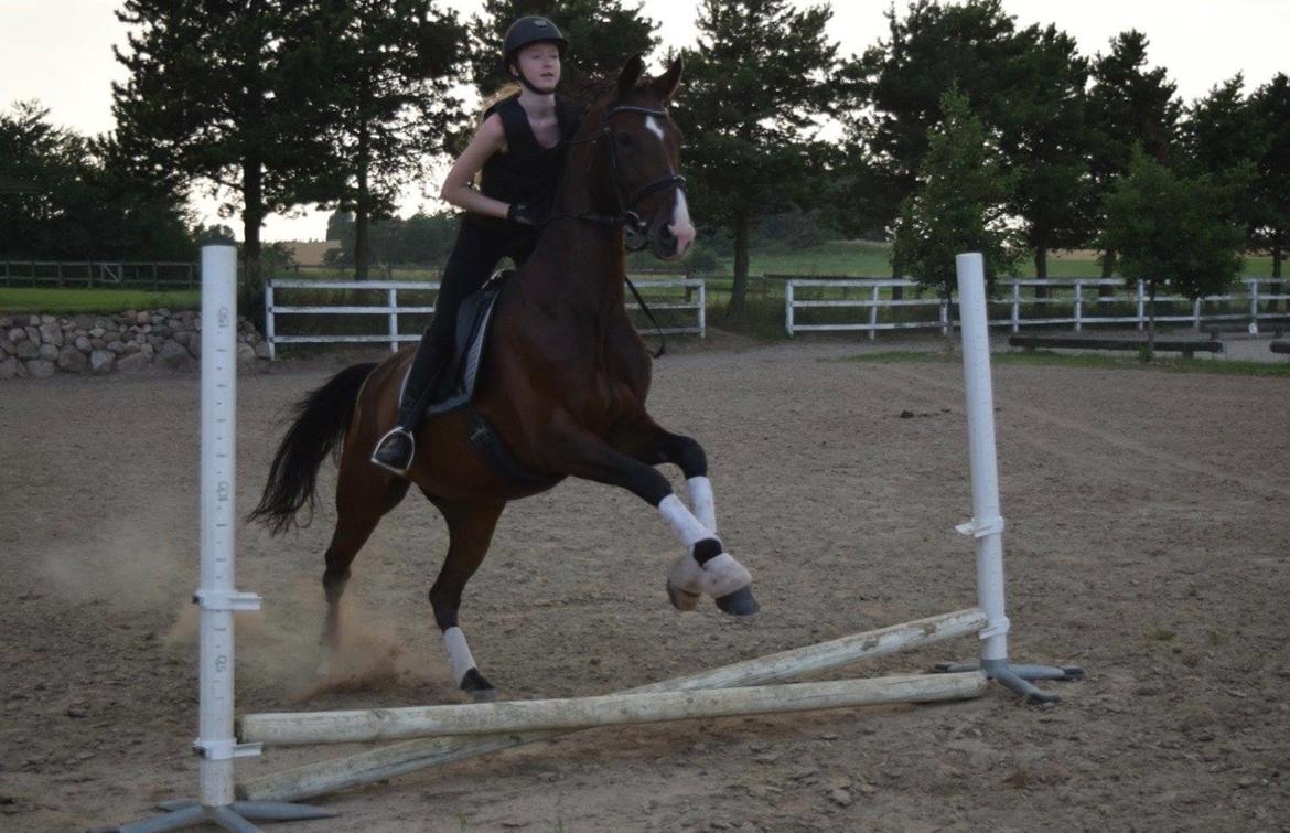 Dansk Varmblod Druebrogård's savage rose billede 11