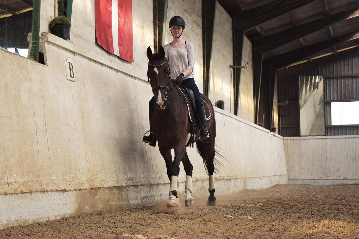 Dansk Varmblod Druebrogård's savage rose billede 1