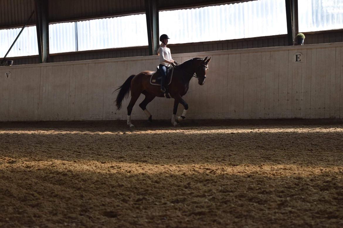 Dansk Varmblod Druebrogård's savage rose billede 12