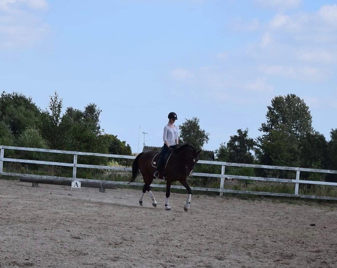 Dansk Varmblod Druebrogård's savage rose billede 13