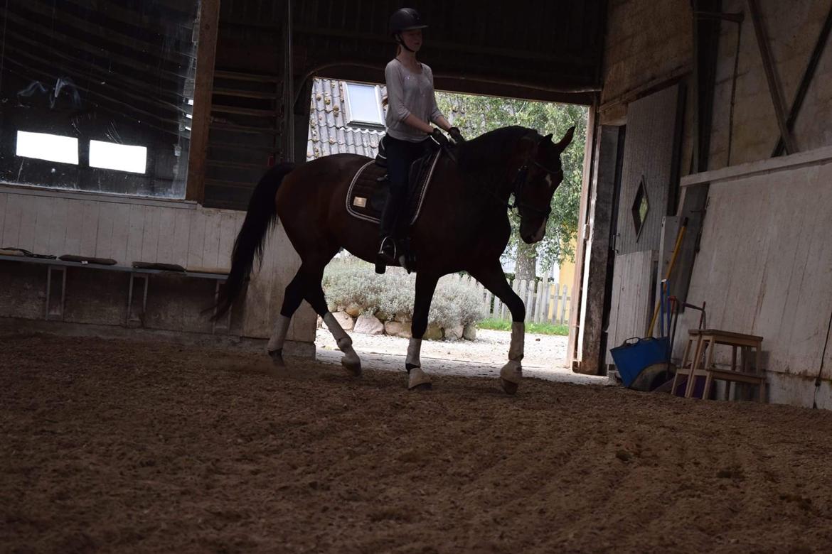 Dansk Varmblod Druebrogård's savage rose billede 14