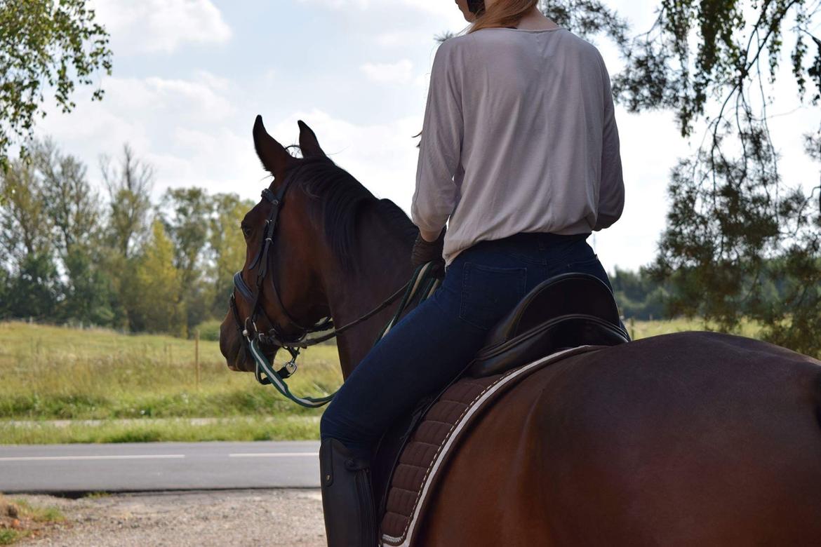 Dansk Varmblod Druebrogård's savage rose billede 15