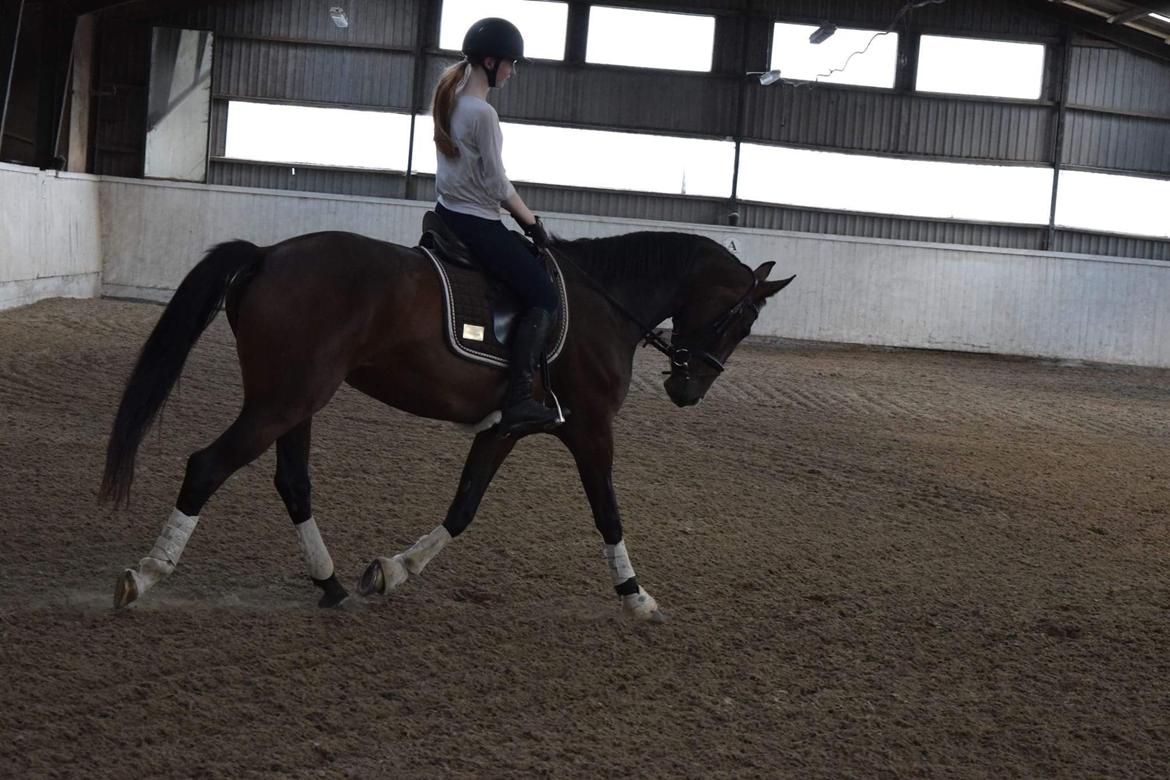 Dansk Varmblod Druebrogård's savage rose billede 16