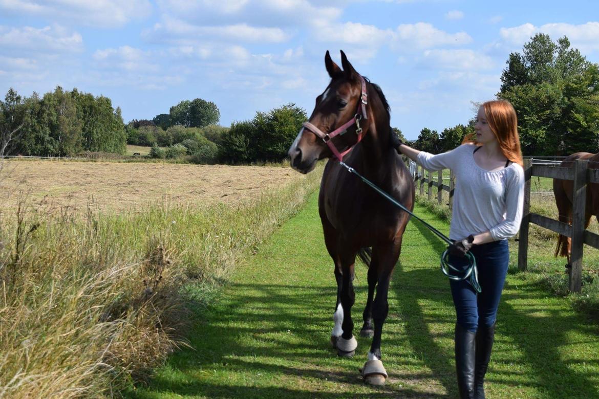 Dansk Varmblod Druebrogård's savage rose billede 17