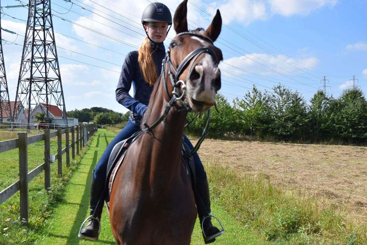 Dansk Varmblod Druebrogård's savage rose billede 18