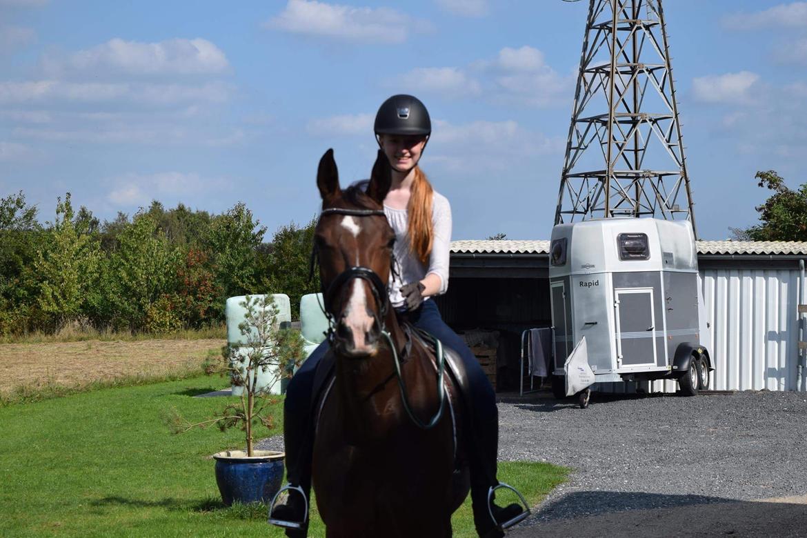 Dansk Varmblod Druebrogård's savage rose billede 19