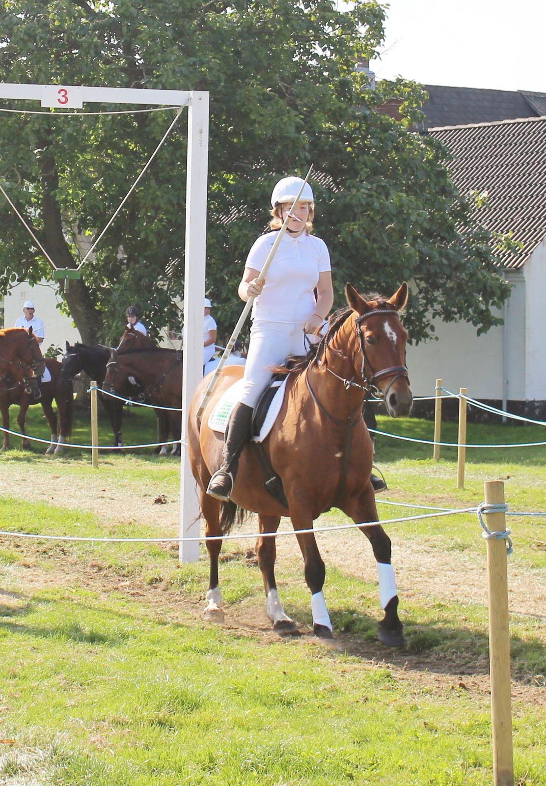 Anden særlig race Bacardi (The Lady <3) billede 6