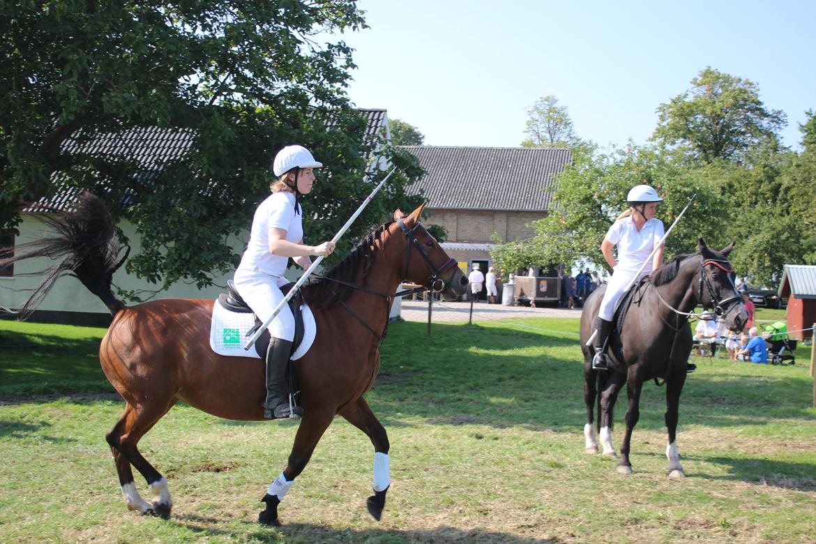 Anden særlig race Bacardi (The Lady <3) billede 3