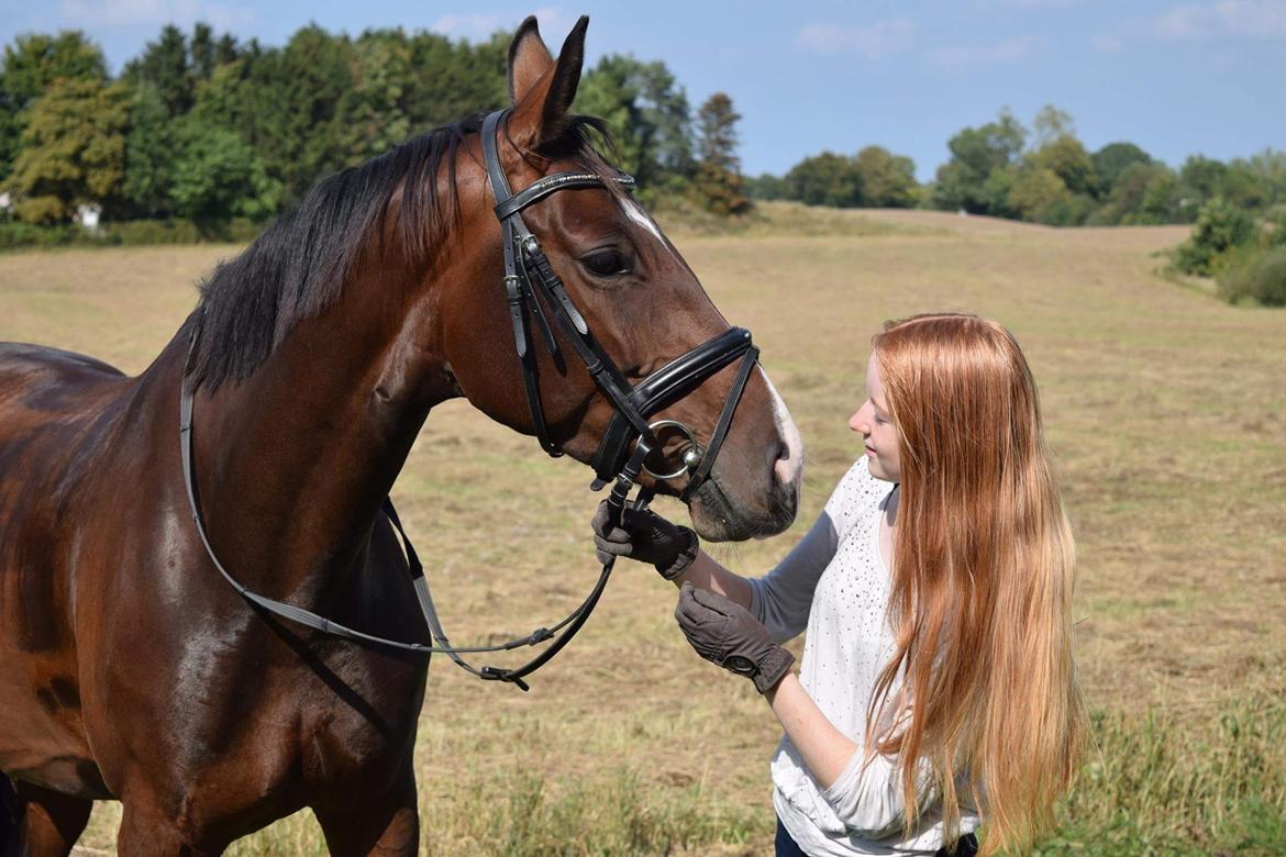 Dansk Varmblod Druebrogård's savage rose billede 20