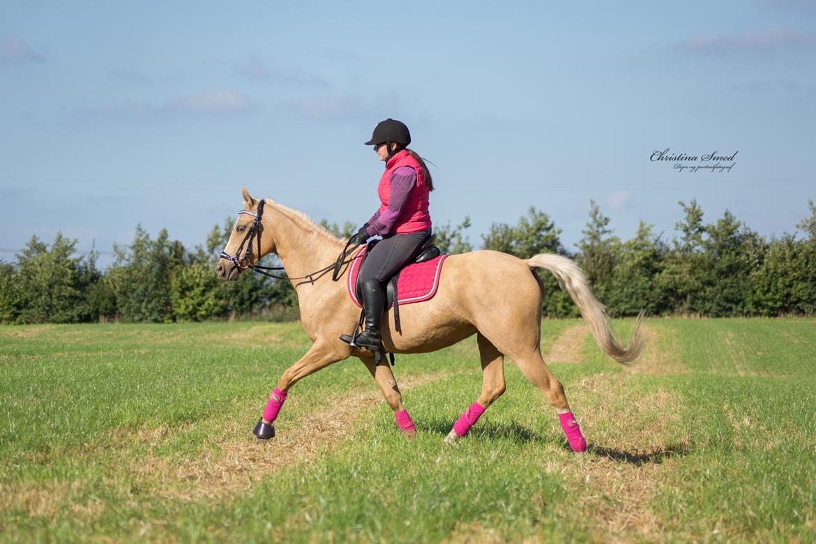 Palomino Kvolsbæk's Exclusive Enya - Enya & jeg debutere på stubmark <3 Fotograf Christina Smed billede 7