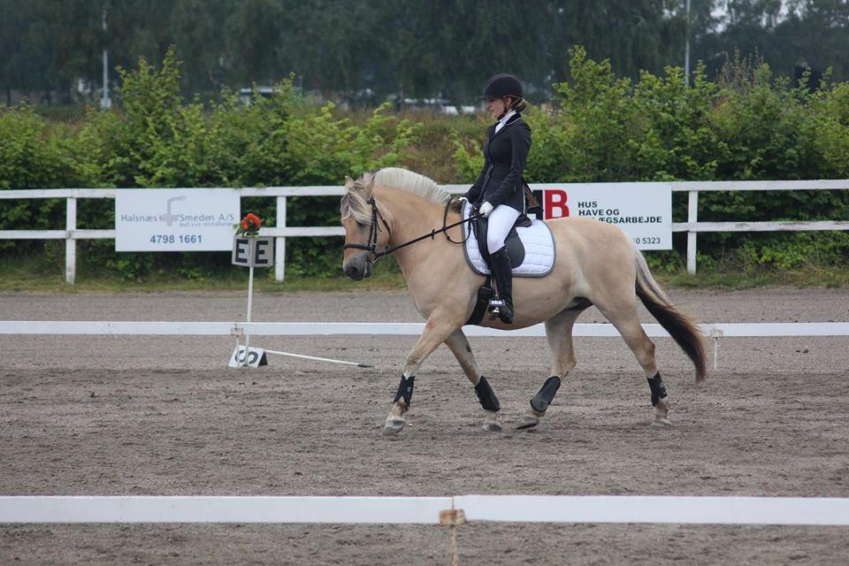 Fjordhest Flicka Fredensdal billede 4