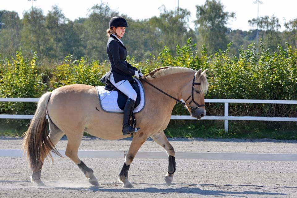 Fjordhest Flicka Fredensdal billede 11