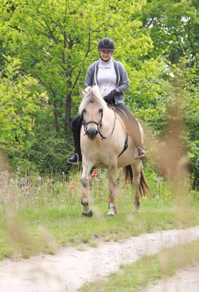 Fjordhest Flicka Fredensdal billede 13