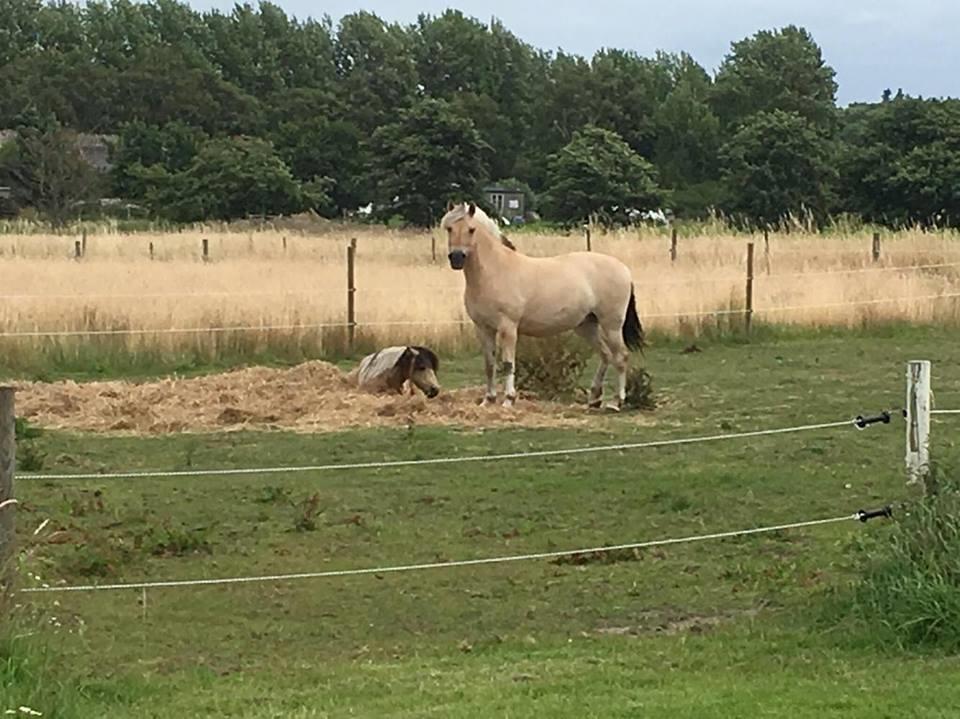Fjordhest Flicka Fredensdal billede 15