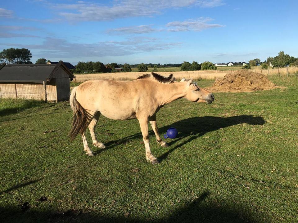 Fjordhest Flicka Fredensdal billede 17