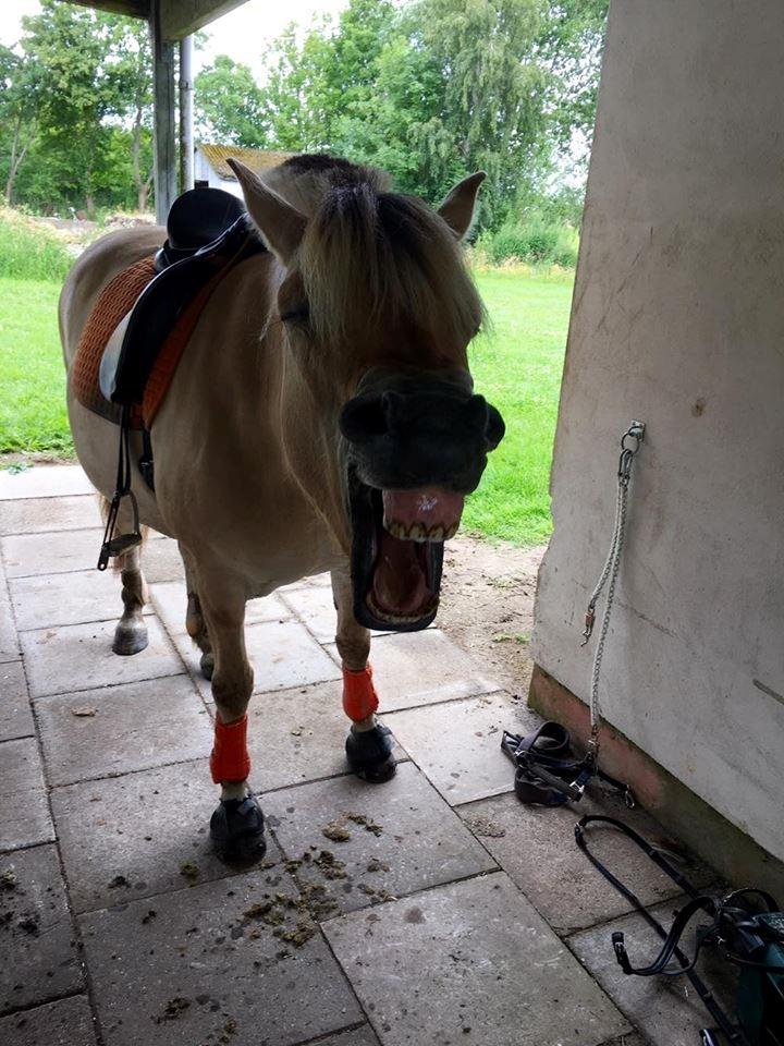 Fjordhest Flicka Fredensdal billede 12