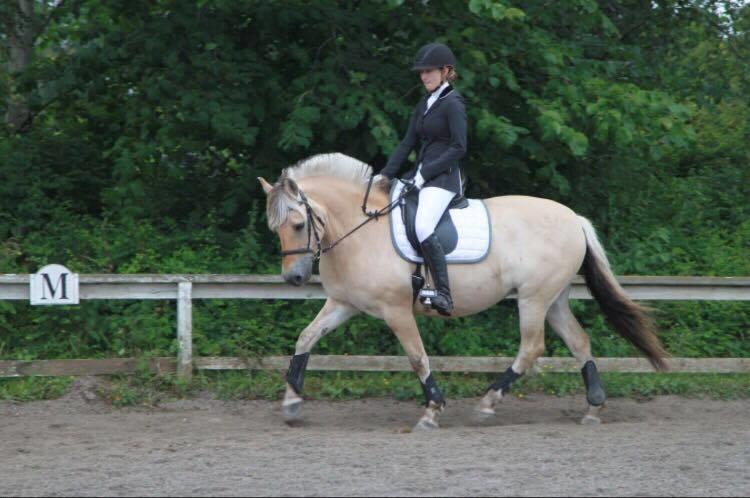 Fjordhest Flicka Fredensdal billede 18