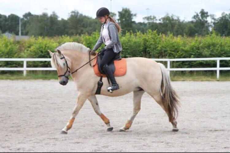 Fjordhest Flicka Fredensdal billede 7