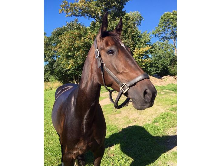 {{currentPhoto.altText}} billede {{currentPhoto.number}}