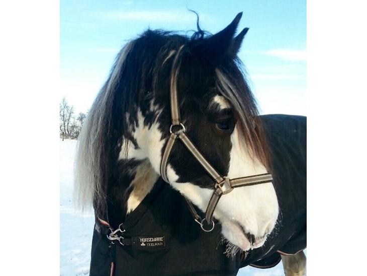 {{currentPhoto.altText}} billede {{currentPhoto.number}}