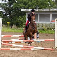 Tysk Sportspony Burghof´s voyager