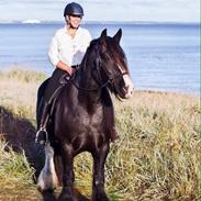 Irish Cob Lady Giga Of Ireland