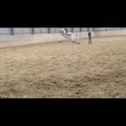 Dansk Varmblod LINDGAARDENS CATO