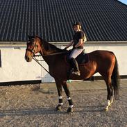 Dansk Varmblod Vienna Alfarvad