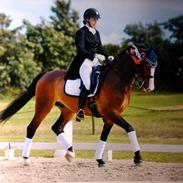 Anden særlig race Lazio A-HEST