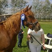 Anden særlig race Elena