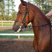 Anden særlig race Elena