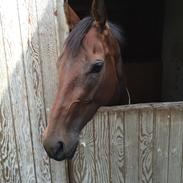 Fuldblod (XX) Fru Hjuler