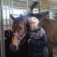 Dansk Varmblod Santana 