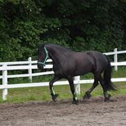 Frieser Nando af Banegården