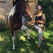 Pinto Boston's bonnie