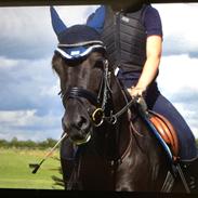 New Forest Stougårds tess