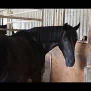 New Forest Stougårds tess