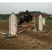 New Forest Stougårds tess