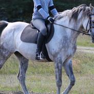 Arabisk fuldblod (OX) Ta masir ox