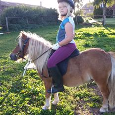 Dansk Miniature Hovvejens Duketo 