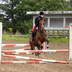 Tysk Sportspony Burghof´s voyager