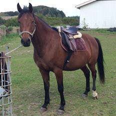 Anden særlig race Darling 