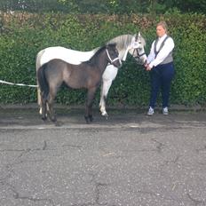 Welsh Mountain (sec A) Stensgaards Jolene