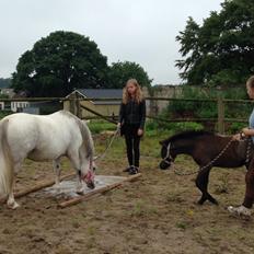 Welsh Mountain (sec A) Stensgaards Jolene