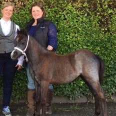 Welsh Mountain (sec A) Stensgaards Jolene