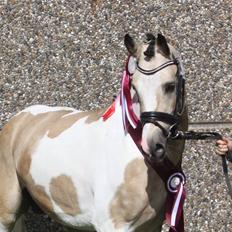 Pinto Movie Star Højgård PIH 131