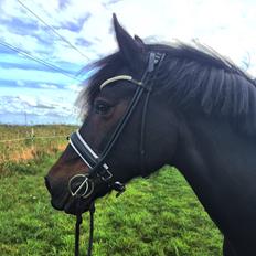 Welsh Cob (sec D) Bjørnstrups mona lisa